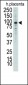 DDR1 Antibody (N-term)